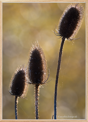 Teasel