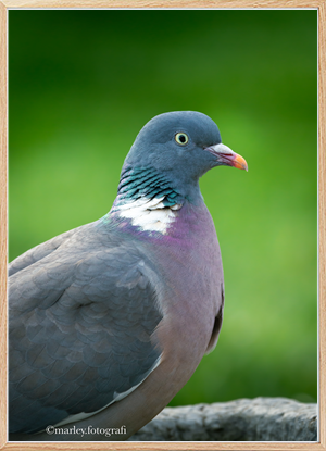 Pigeon 1