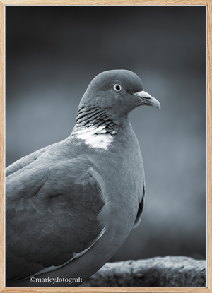 Pigeon 2