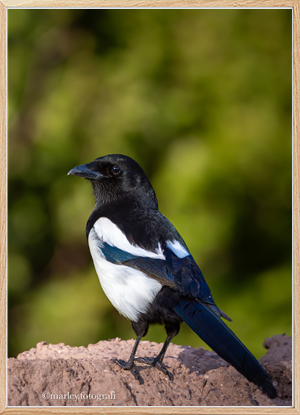 Magpie 2