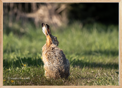 European hare