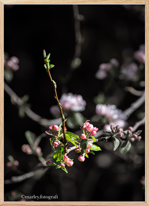 The flower tree