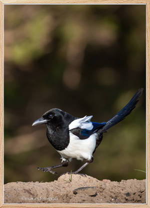 Magpie 1