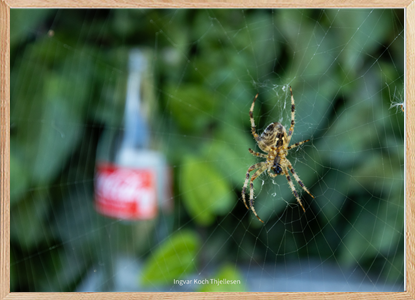 Spider-cola