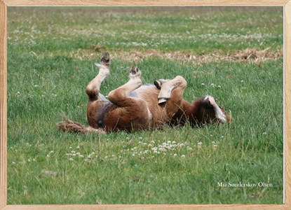 Pony Pals