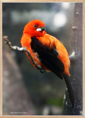 Peachy Feathers