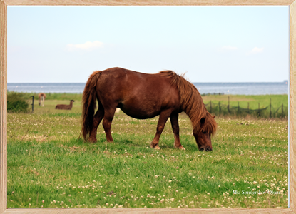 Horse Harmony