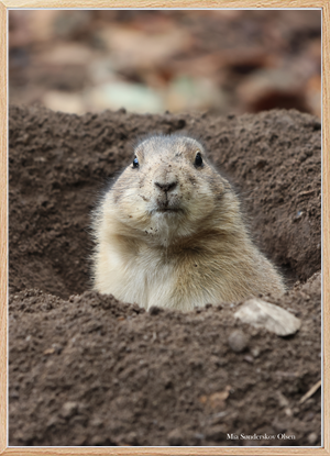 Prairie Dog