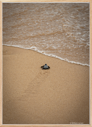 Baby Turtle