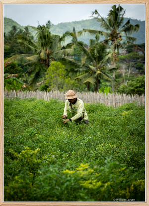 Family farm on Bali