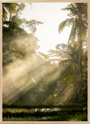 Morning light