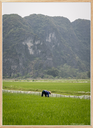 Rice terrace worker