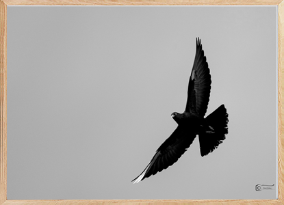 Black Dove
