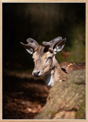 Fallow deer