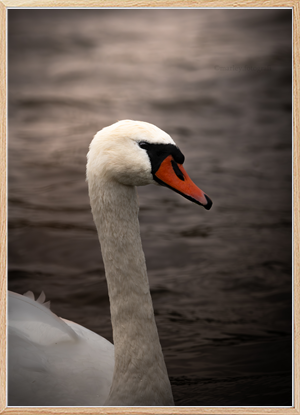Mute Swan