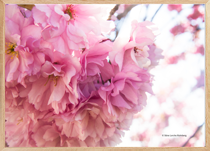 Beautiful blossom tree