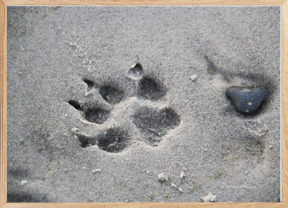 Dog print