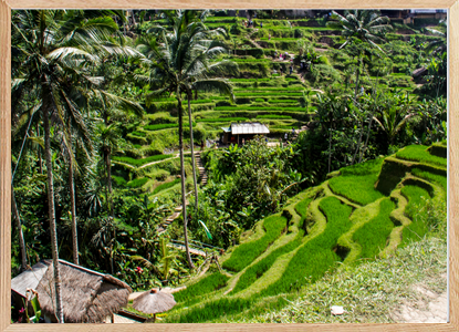 The Tangland Rice Fields