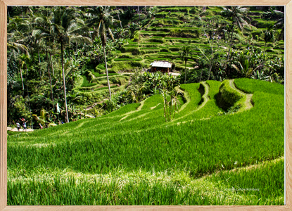 Wonder of a green rice field