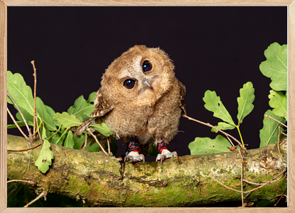 Cute Owl